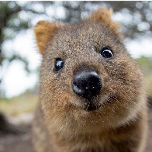 ROTTNEST ISLAND TOURS ROTTNEST ISLAND TOURS