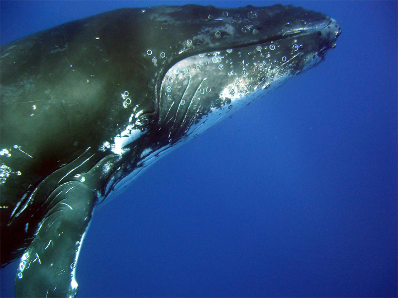 ROWLEY SHOALS whale close up in water WHALE WATCHING TOURS Western Australia