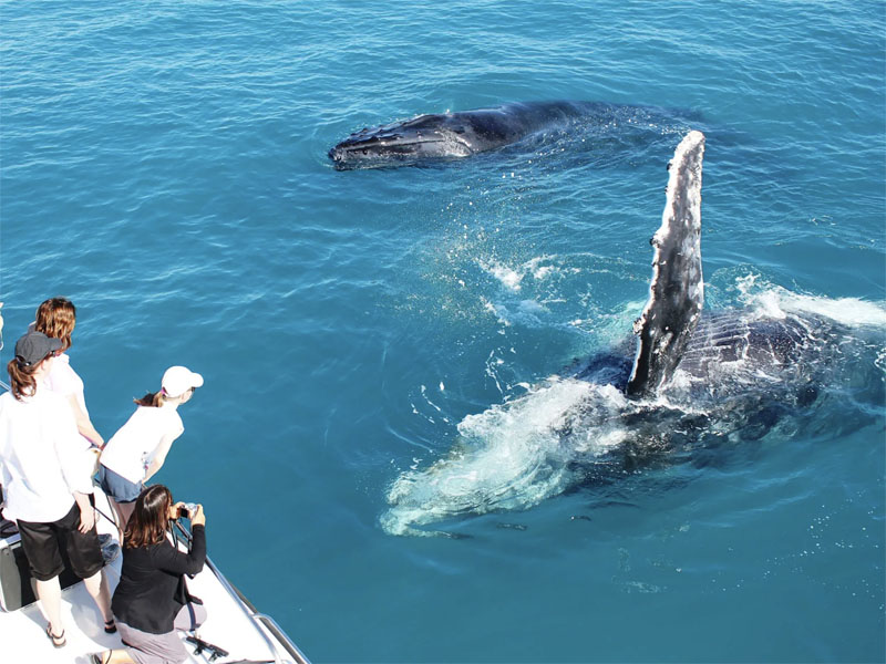Whale watching interaction tours people on deck perth wa