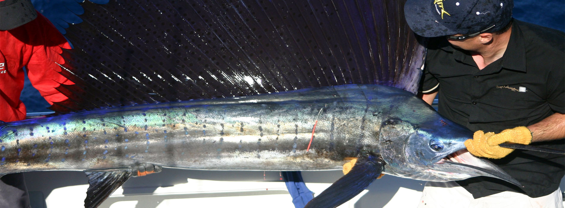 FISHING CHARTERS sailfish Rowley Shoals iFish trip