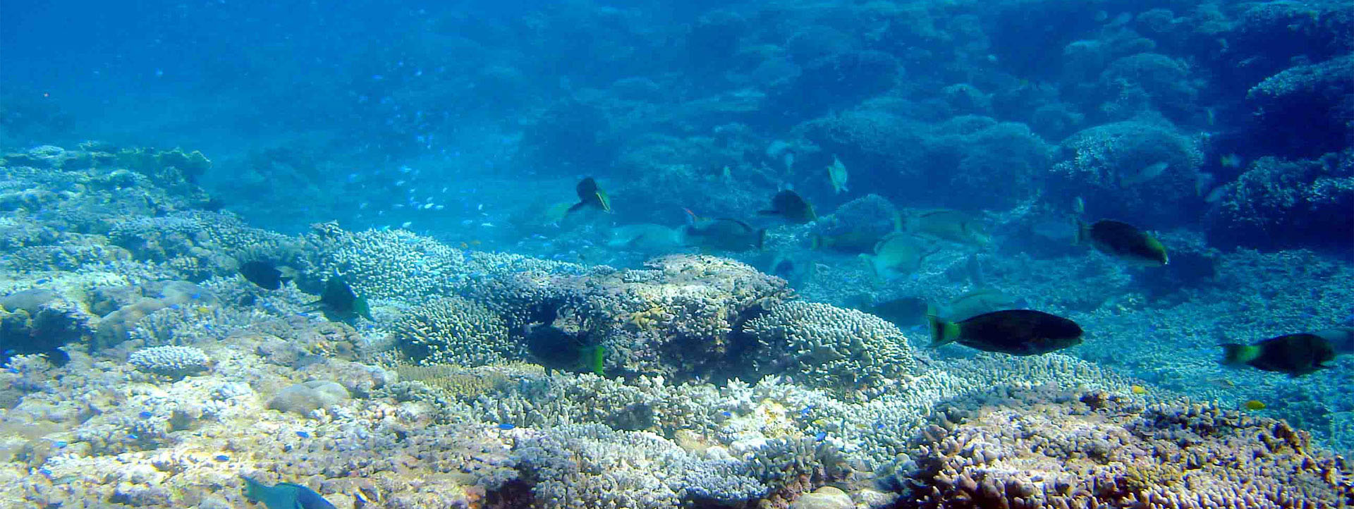 ROWLEY SHOALS Oceaneer trip