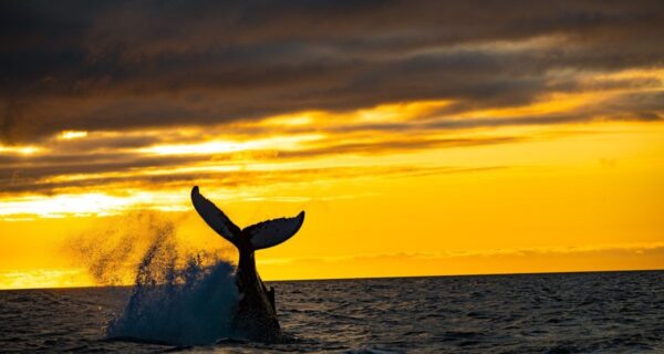 SUNSET Humpback whale watch cruise Exmouth SUNSET Humpback whale watch cruise Exmouth