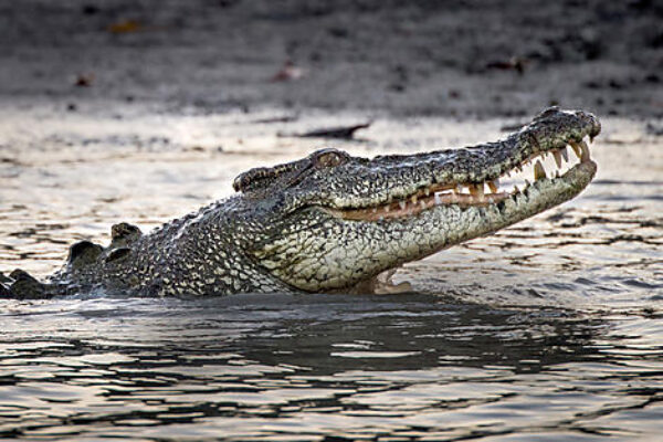 Crocodile POnant Crocodile POnant