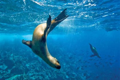 GALAPAGOS ISLANDS BOAT CRUISES WEBSITE LAUNCHED