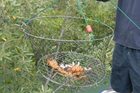 Kimberley Quest mud crabbing