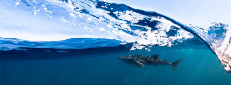 WHALE-SHARK-SWIM-TOURS-water-boat-whaleshark