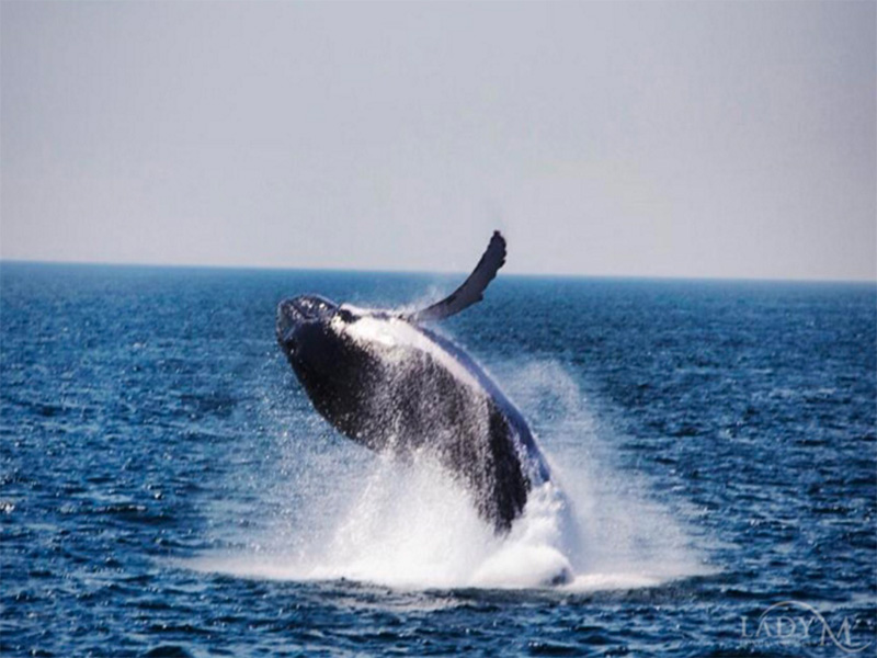 Whale-watching