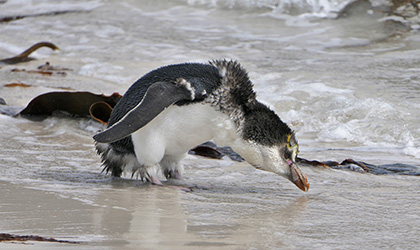Coral Adventurer Penguin