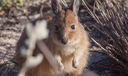 rufous-hare-wallaby-montebello