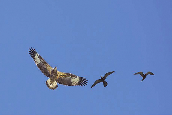 DAY 2 BIRD WATCHING Ashmore Reef
