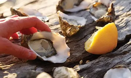 Coral-Expeditions-tasmania-bruny-island-oysters