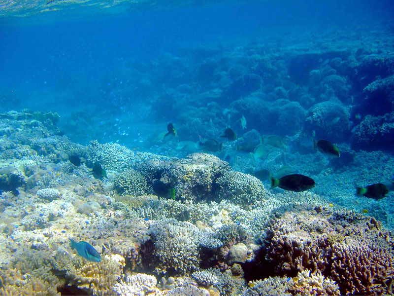 ROWLEY SHOALS underwater marine life