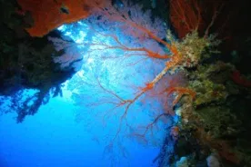 ODYSSEY Rowley Shoals fan coral