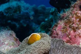 ODYSSEY Rowley Shoals fish coral