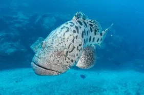 ODYSSEY rowley Shoals potato cod