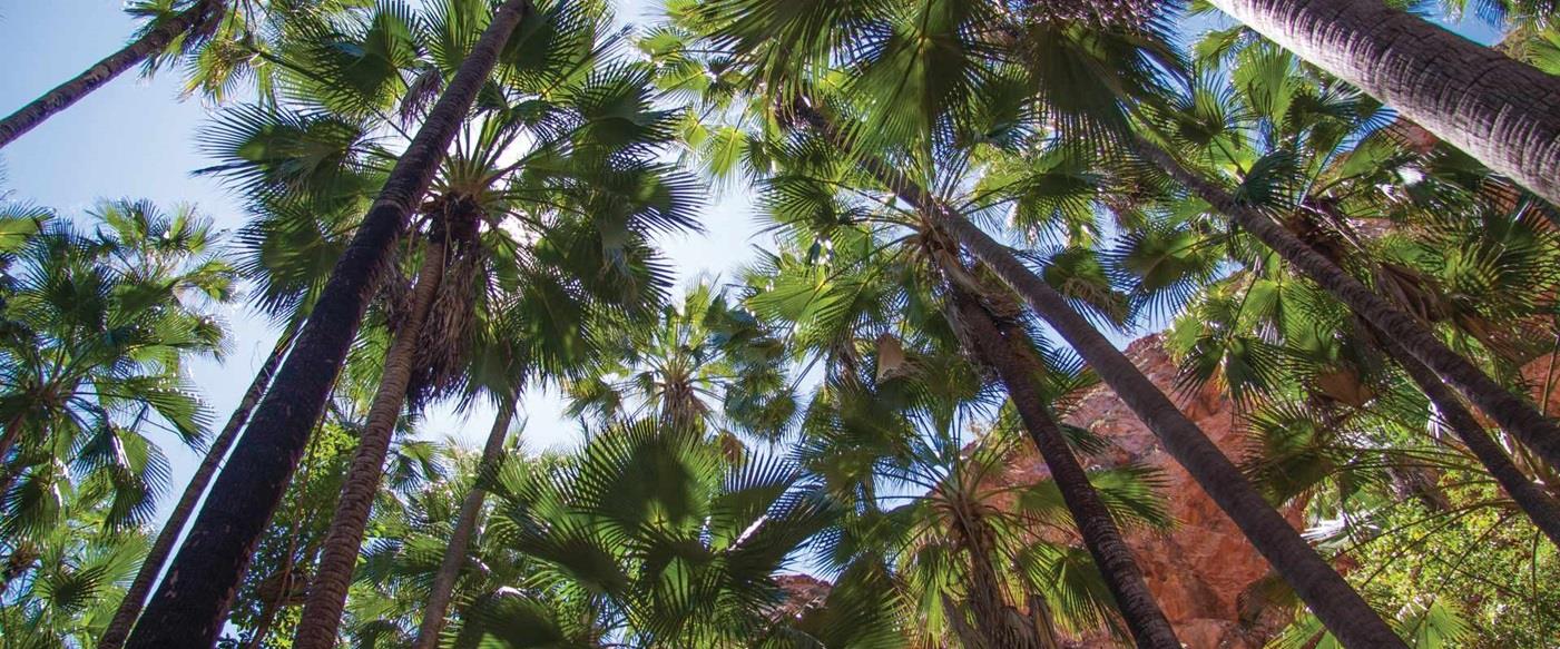 hc-a-au-wa-kimberley-zebedee-springs-img-1705-2015-apt-web-12-5 zebedee-springs El Questro