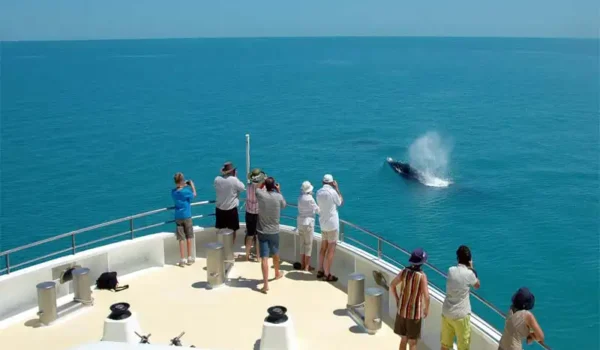 CORAL-ADVENTURER-Kimberley-cruise-whale-watching CORAL-ADVENTURER-Kimberley-cruise-whale-watching