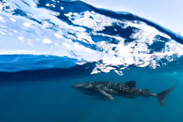 INDIAN-PACIFIC-water-boat-whaleshark INDIAN-PACIFIC-water-boat-whaleshark