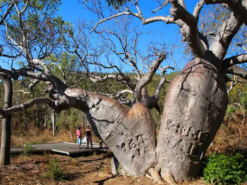 KIMBERLEY-QUEST-Parker-King-tree