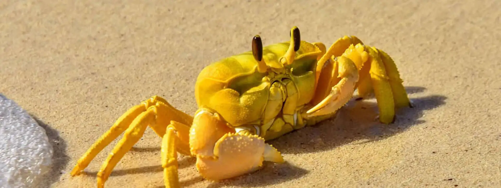 ABROLHOS ISLANDS & CORAL COAST CRUISE DEAL-slider-crab