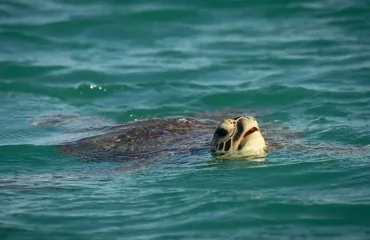 Save- Up -to -30% -on- 2026- Ponant Kimberley- Cruises-image