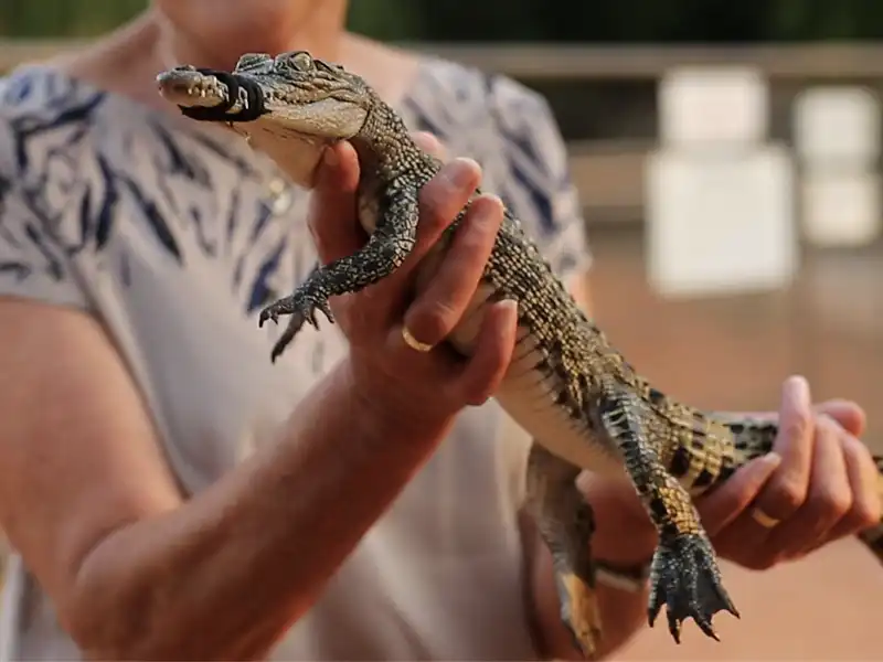 BROOME AND AROUND baby croc