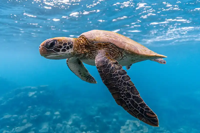 8-Ningaloo-Reef-scaled.jpg copy 8-Ningaloo-Reef-scaled.jpg copy