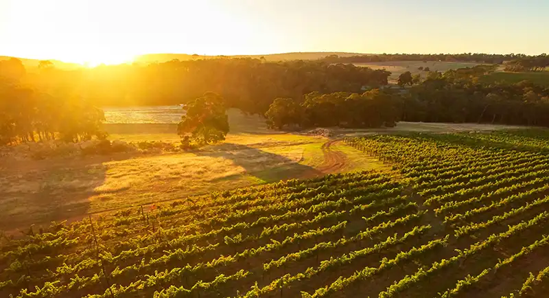 Indian_Pacific_Margaret_Vineyard_Southwest_Escape_2026_holiday package_featured_image Indian_Pacific_Margaret_Vineyard_Southwest_Escape_2026_holiday package_featured_image
