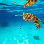 green_turtle-Indonesias-Forgottent-Islands-Cruise-Deal-2026-Darwin-Singapore