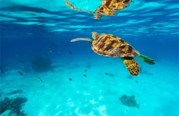 green_turtle-Indonesias-Forgottent-Islands-Cruise-Deal-2026-Darwin-Singapore green_turtle-Indonesias-Forgottent-Islands-Cruise-Deal-2026-Darwin-Singapore