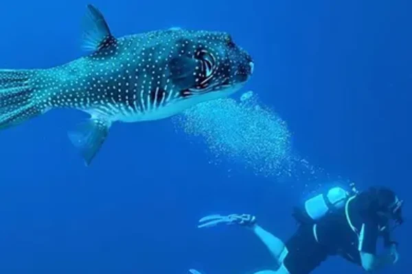 DIVERSITY_III_Rowley_Shoals_diving