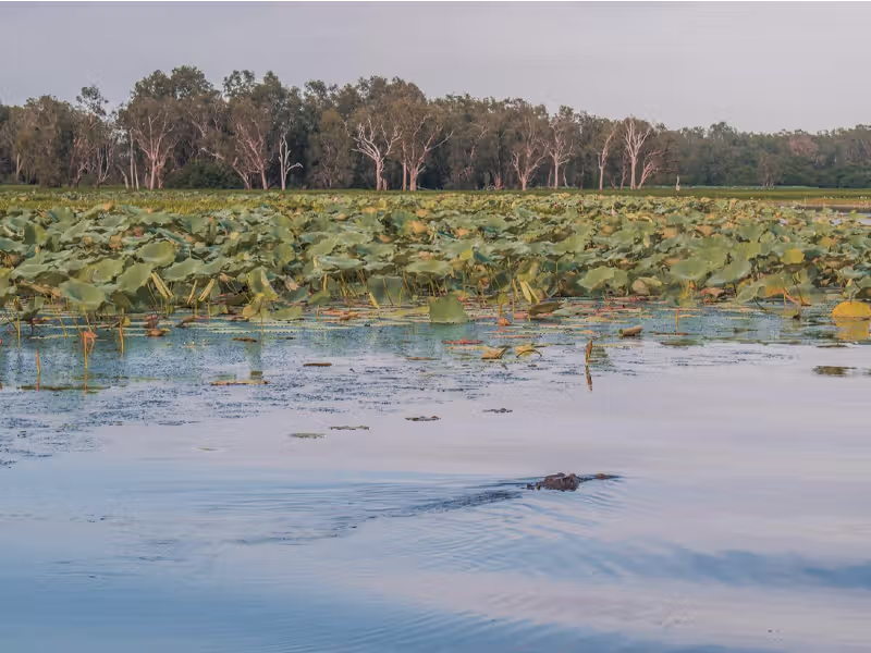 SIMPLY KAKADU Crocs water