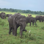 KAUDULLA-NATIONAL-PARK-elephants