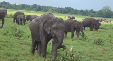 KAUDULLA-NATIONAL-PARK-elephants