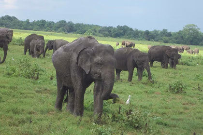 KAUDULLA-NATIONAL-PARK-elephants