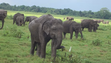 KAUDULLA-NATIONAL-PARK-elephants KAUDULLA-NATIONAL-PARK-elephants