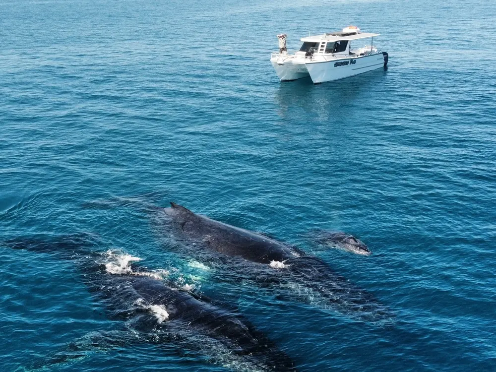 WILLIE CREEK KIMBERLEY GETAWAY whales and fishing boat