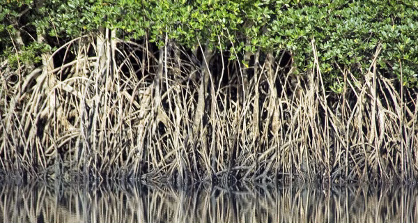 MANGROVE-WOOD RAFTS