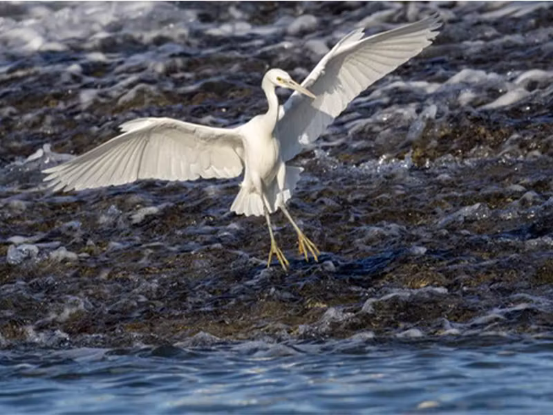 MONTGOMERY REEF egret Heritage Expeditions MONTGOMERY REEF egret Heritage Expeditions