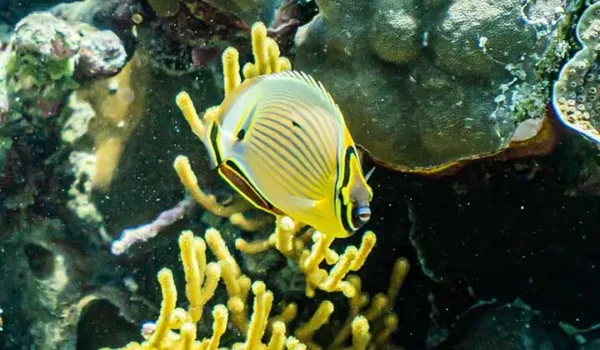 SEABOURN PURSUIT-KIMBERLEY CRUSIE-ashmore-reef-fish