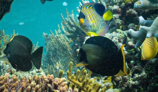 SEABOURN PURSUIT-ashmore-reef
