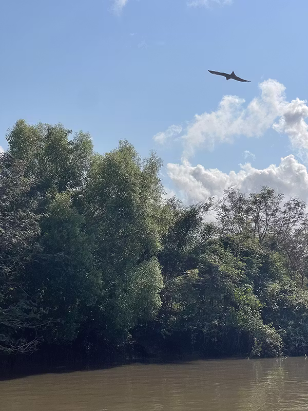 BLACK KITE on Adelaide River