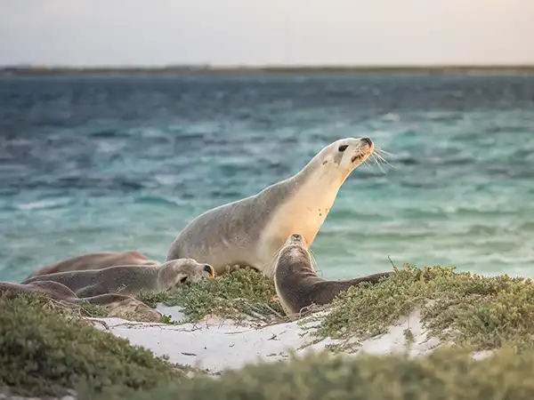 Abrolhos Islands Coral Coast deal image small Coral Expeditions Abrolhos Islands Coral Coast deal image small Coral Expeditions